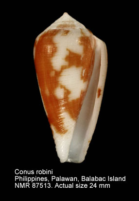 Conus robini.jpg - Conus robini (Limpalaër & Monnier,2012) 